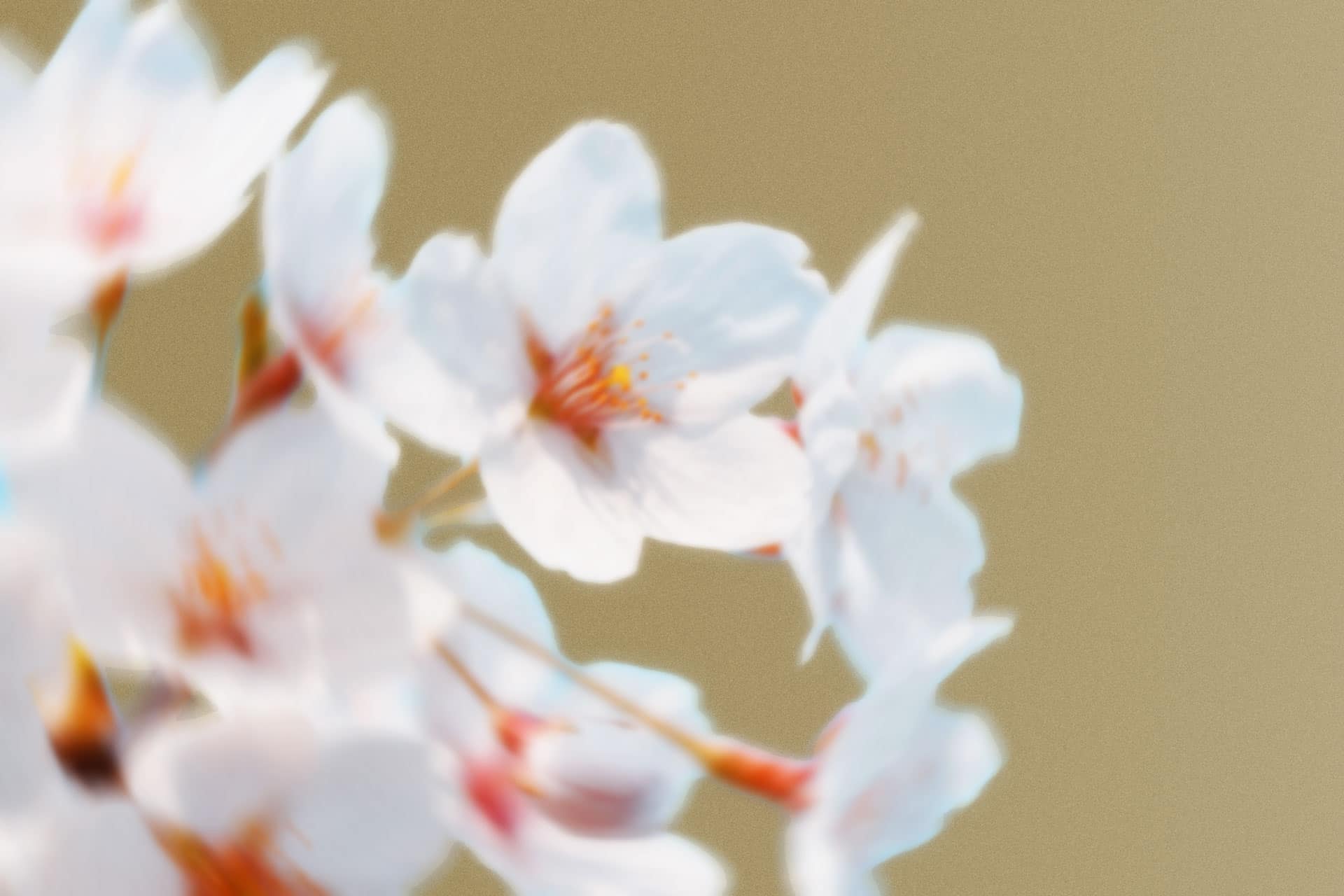 Flor representativa de Sevilla