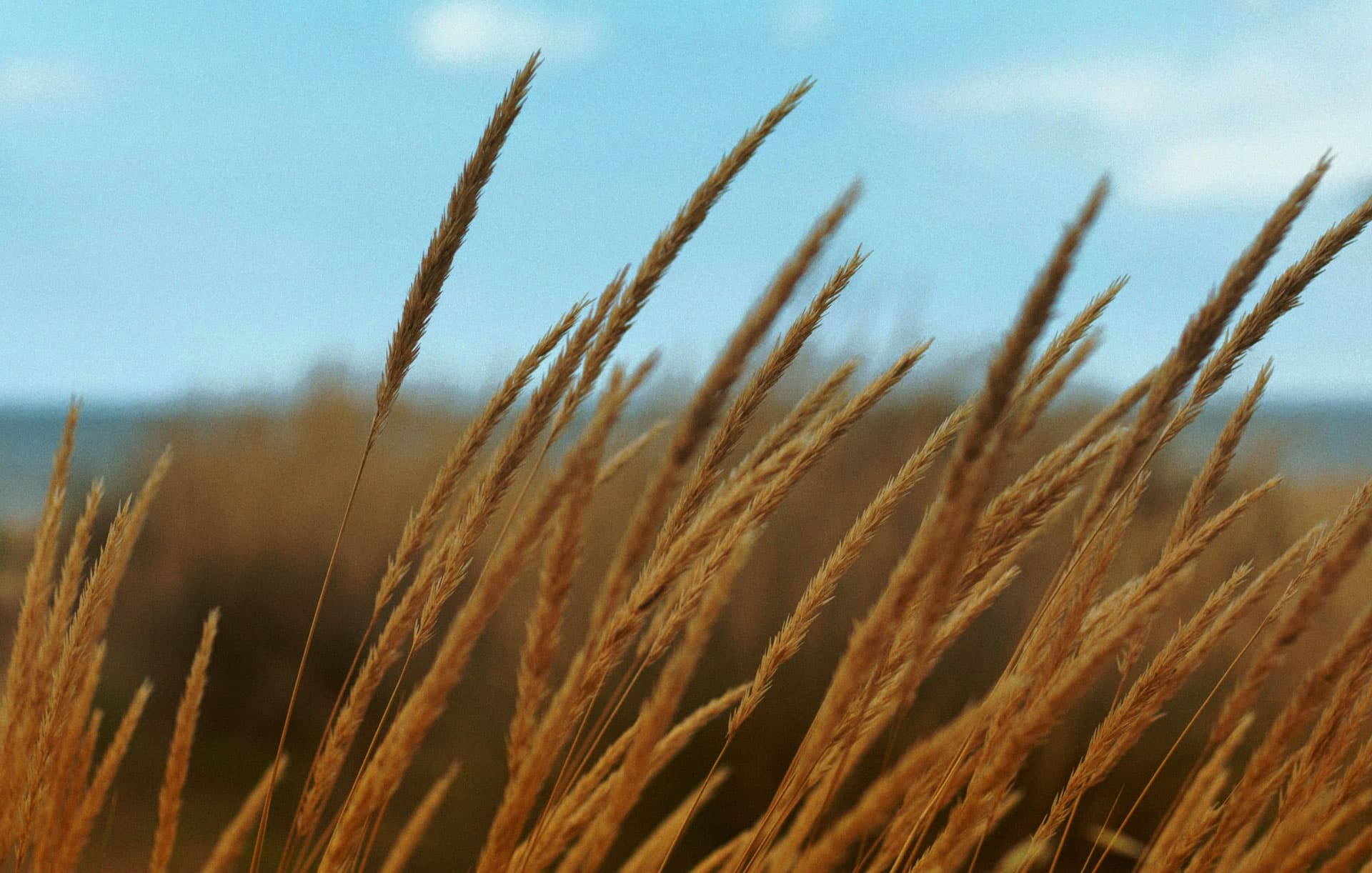 Trigo moviéndose por el viento en el campo