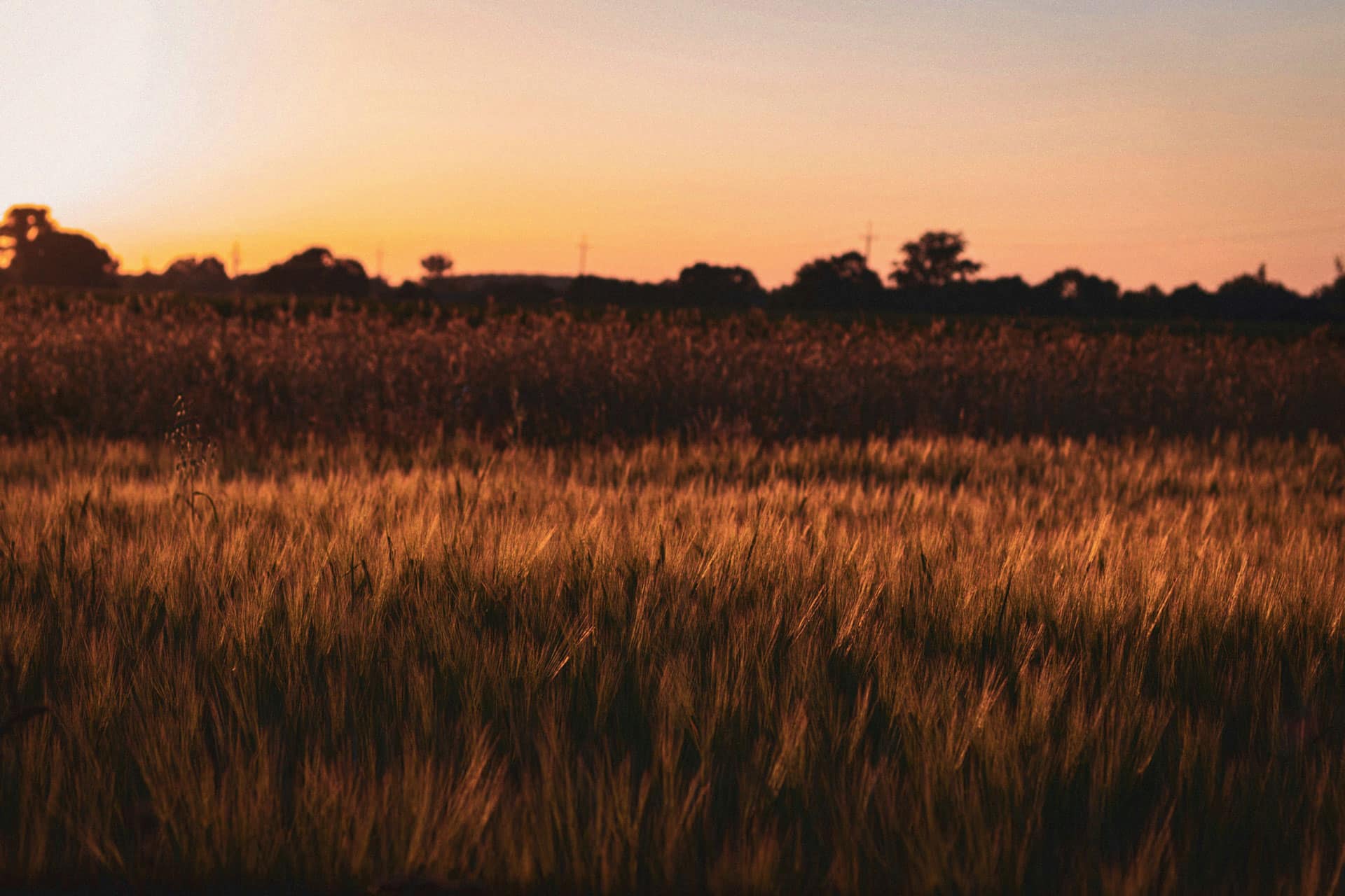 Un campo con mucho trigo al atardecer