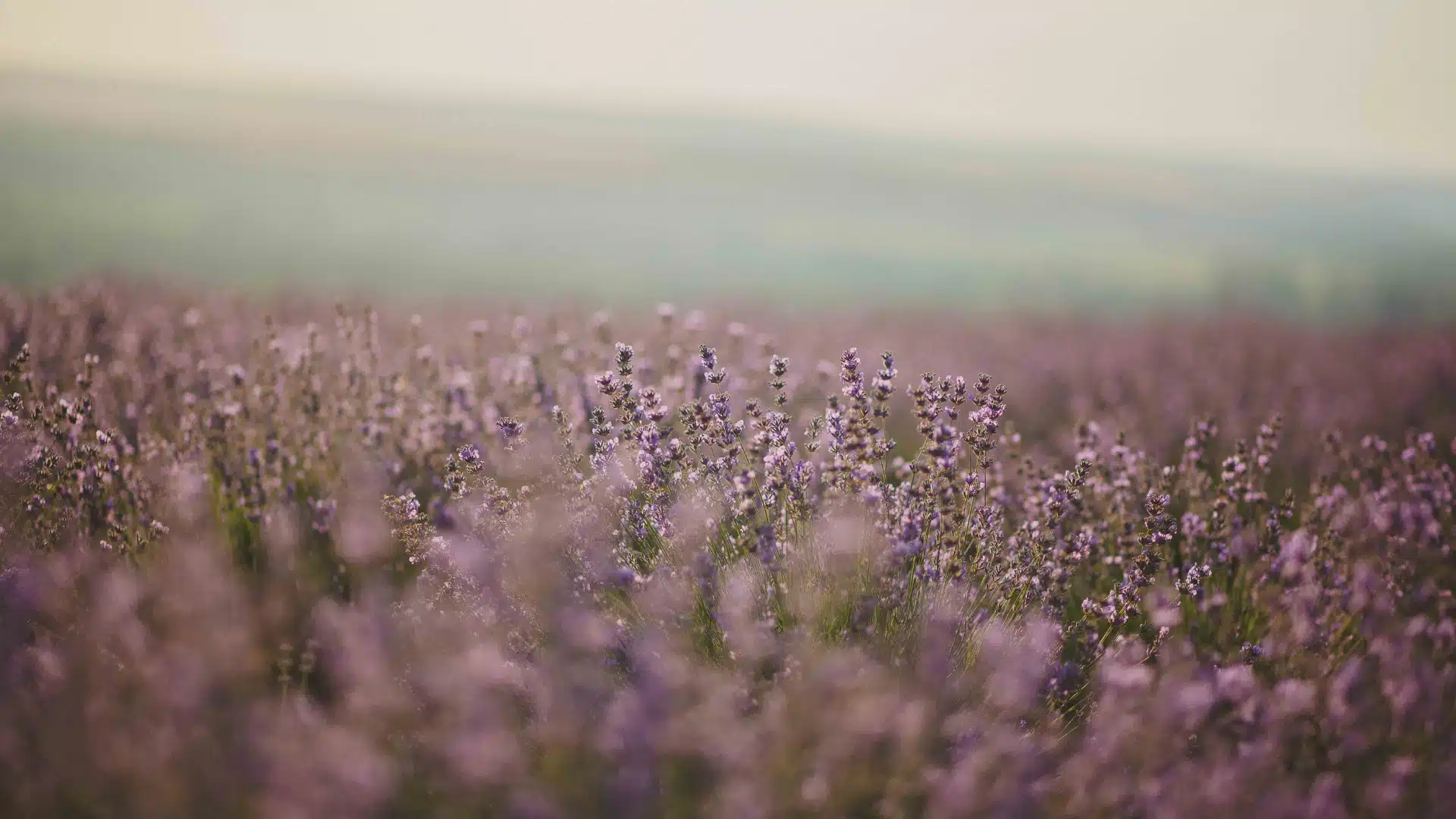 Campo de flores