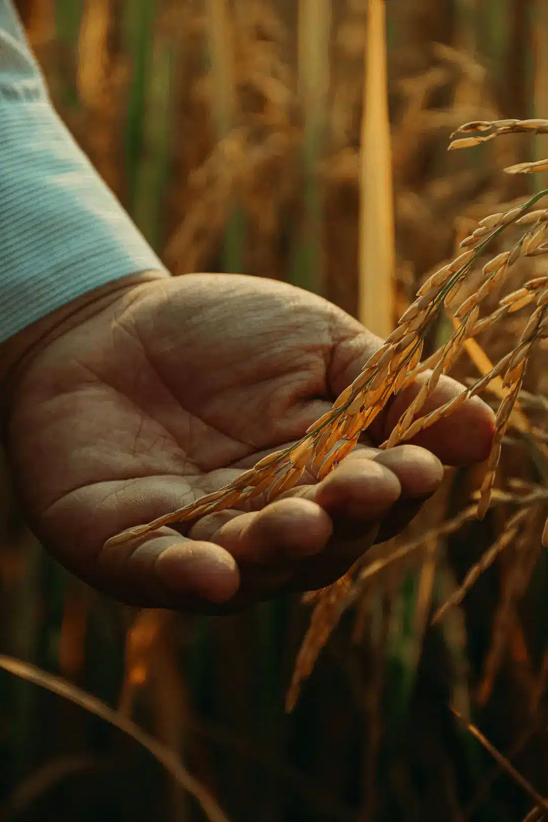 La mano de un niño acariciando un trigo en el campo