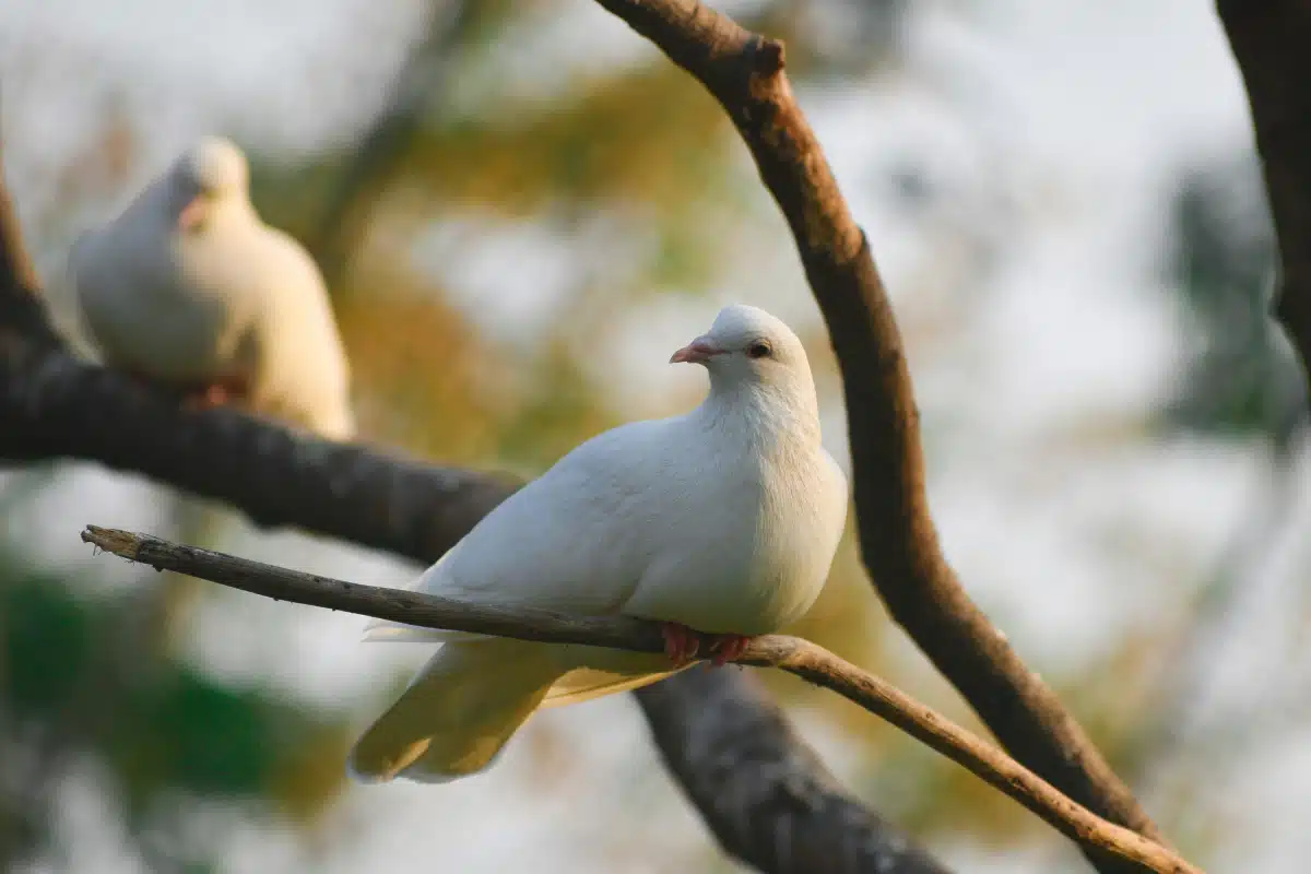 Pájaros sobre árboles